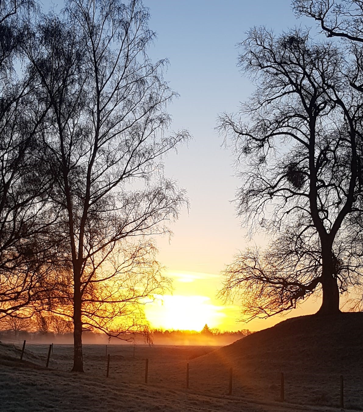 frosty sunrise with tree silhouettes