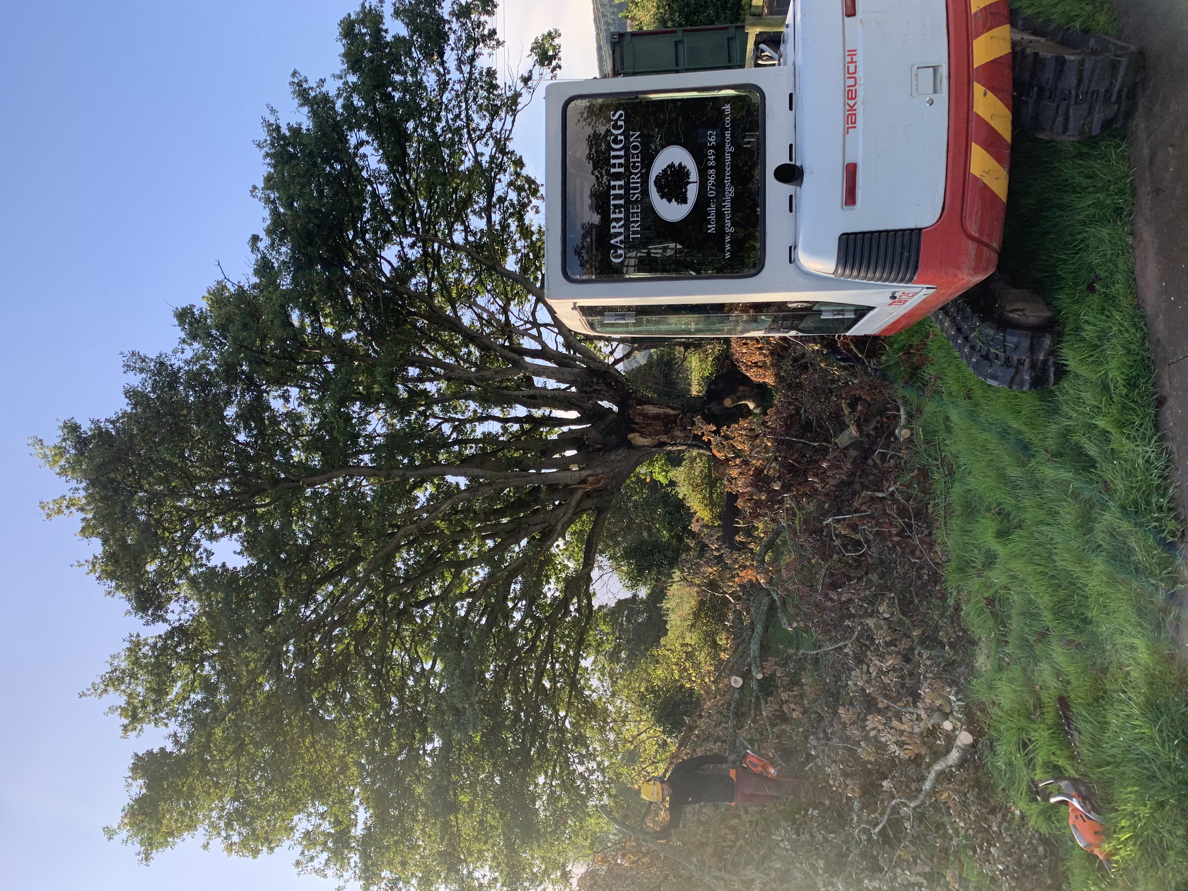 digger working on large oak pollard