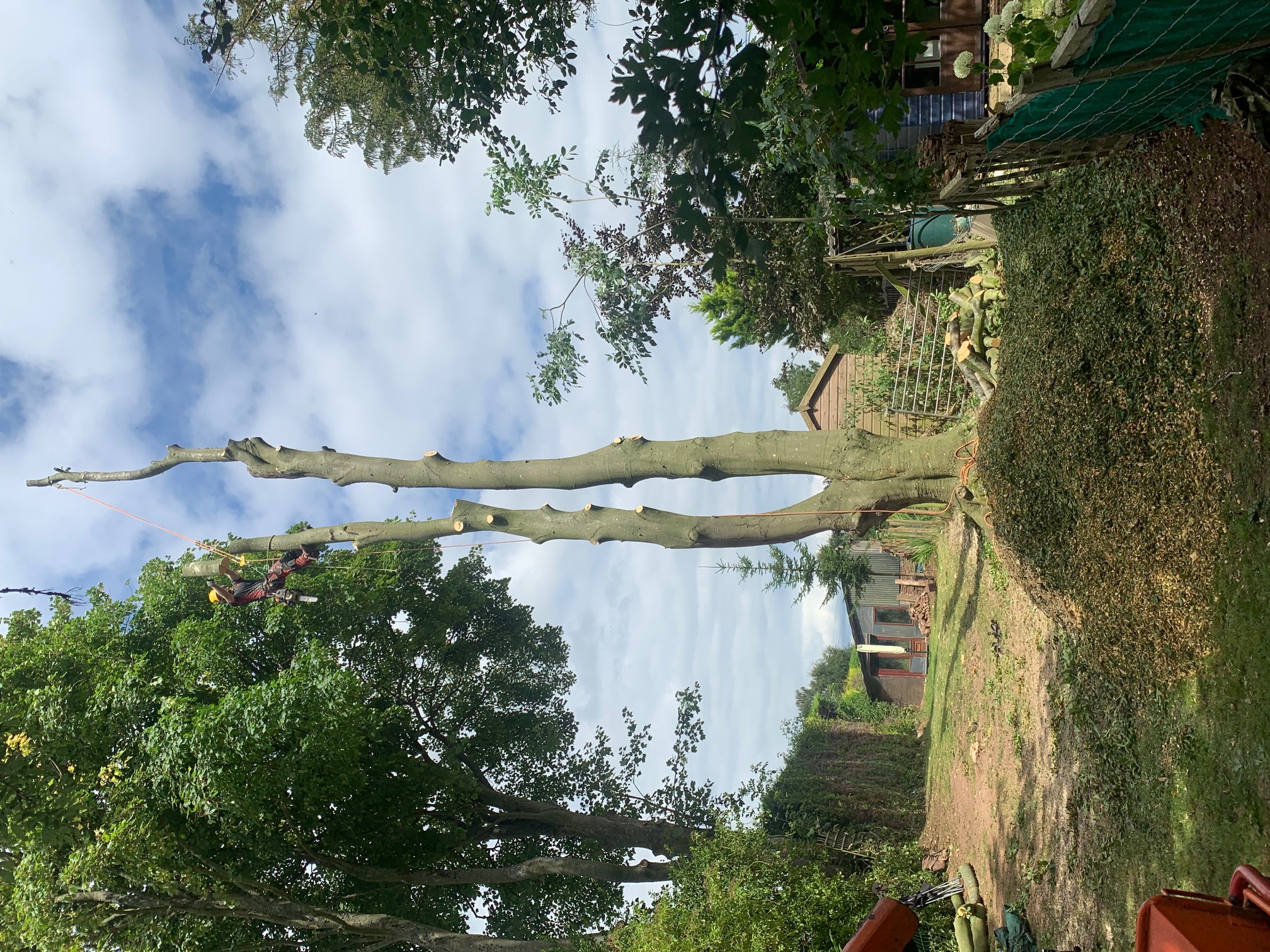 tall tree being dismantled