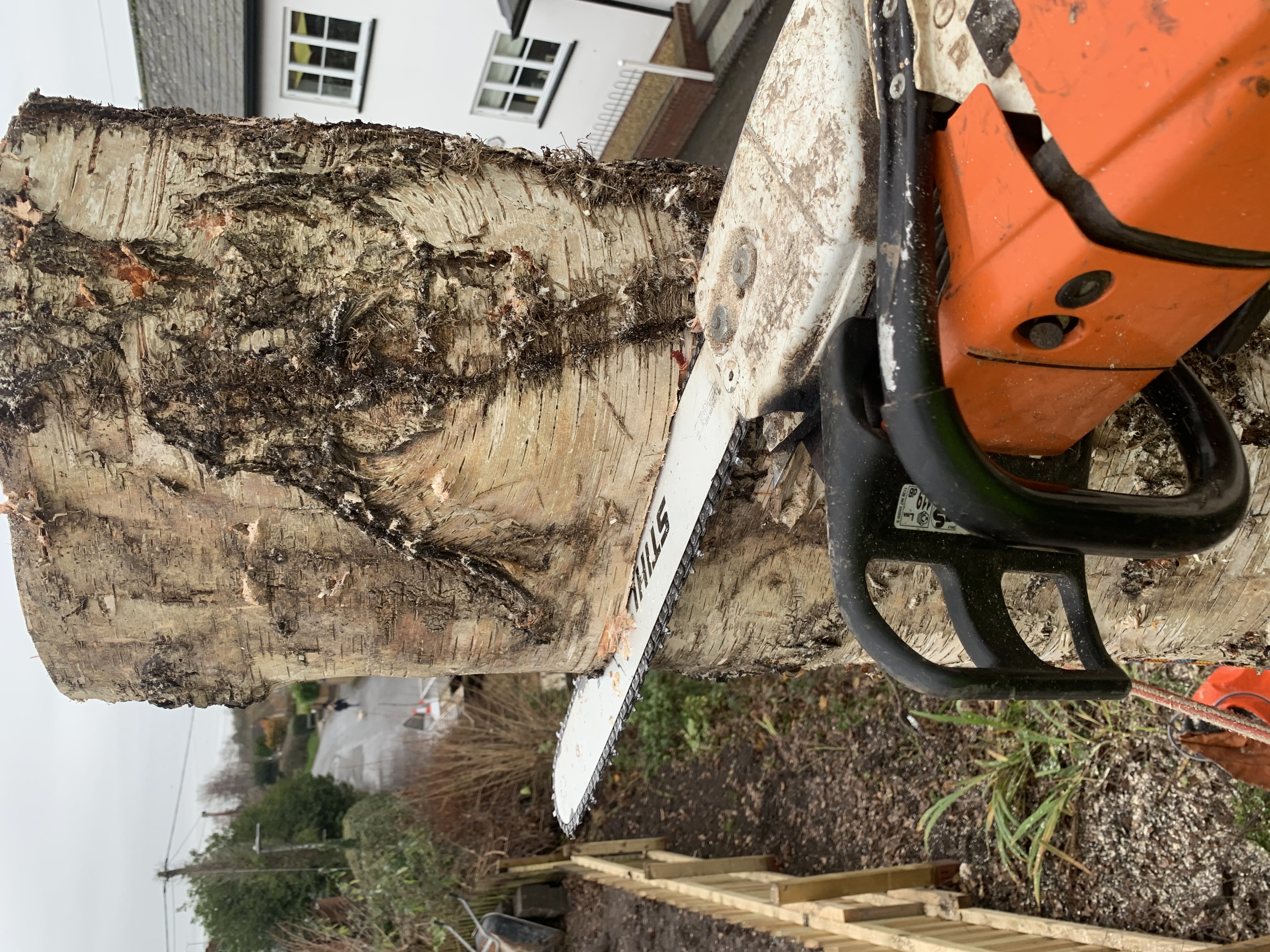 tree being dismantled with chainsaw in trunk