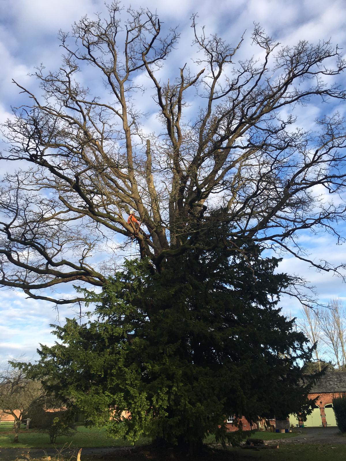 Gareth carrying out work to beech tree