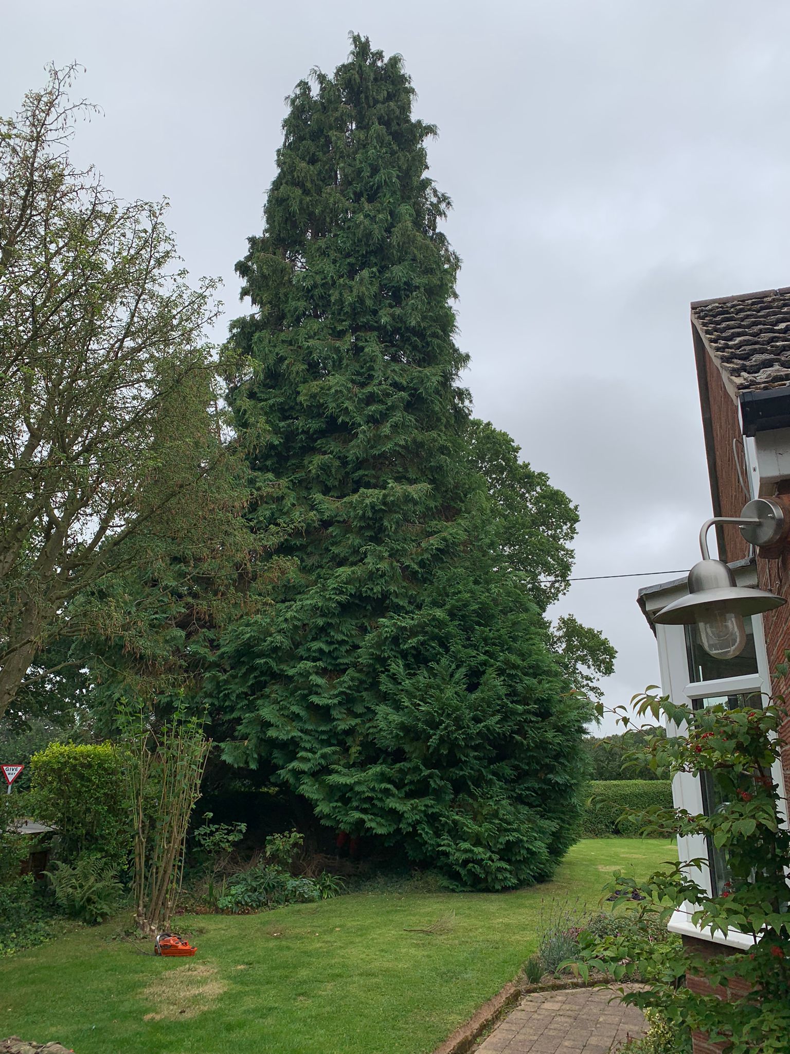 large conifer to be dismantled