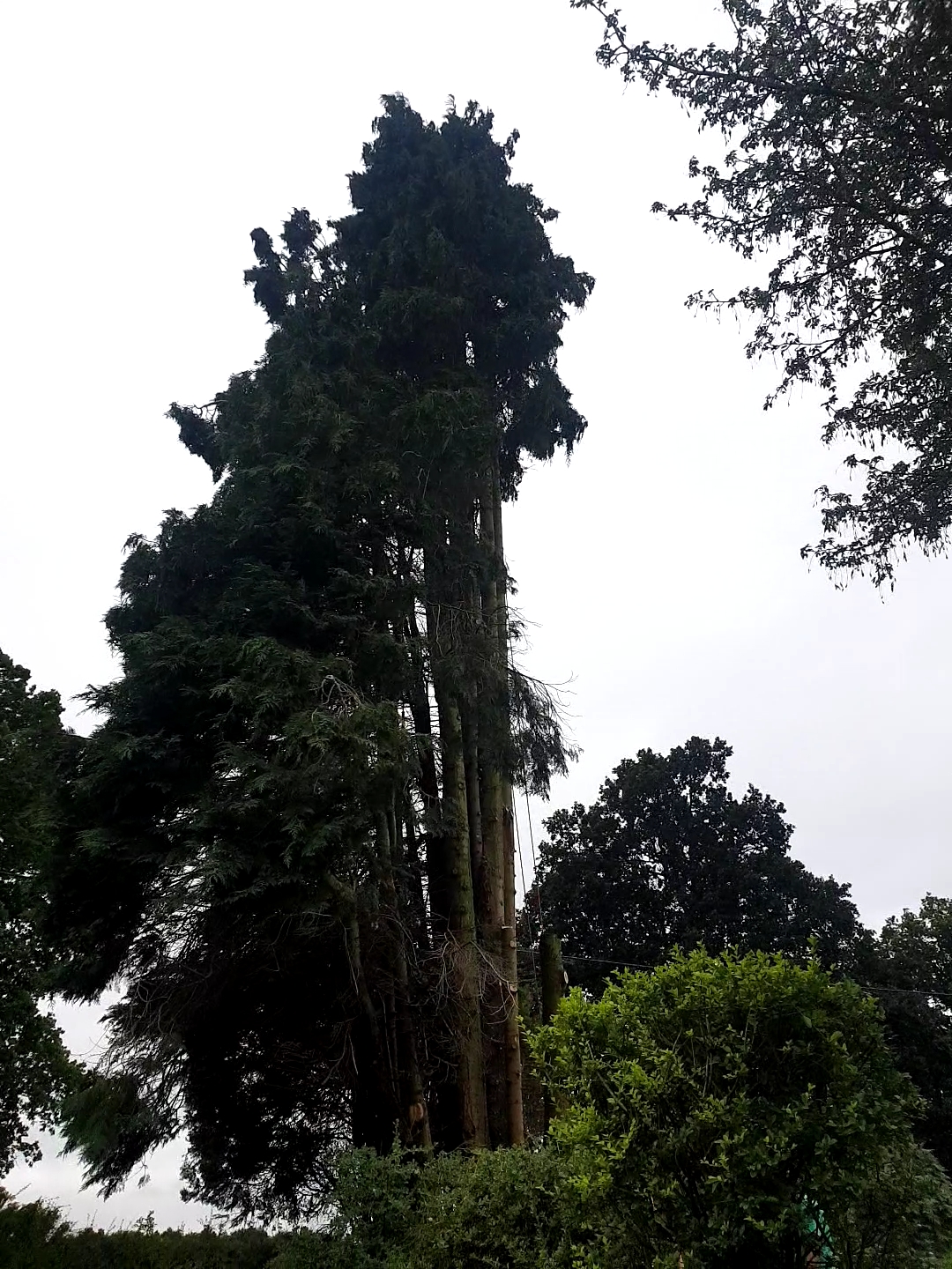 large conifer being dismantled