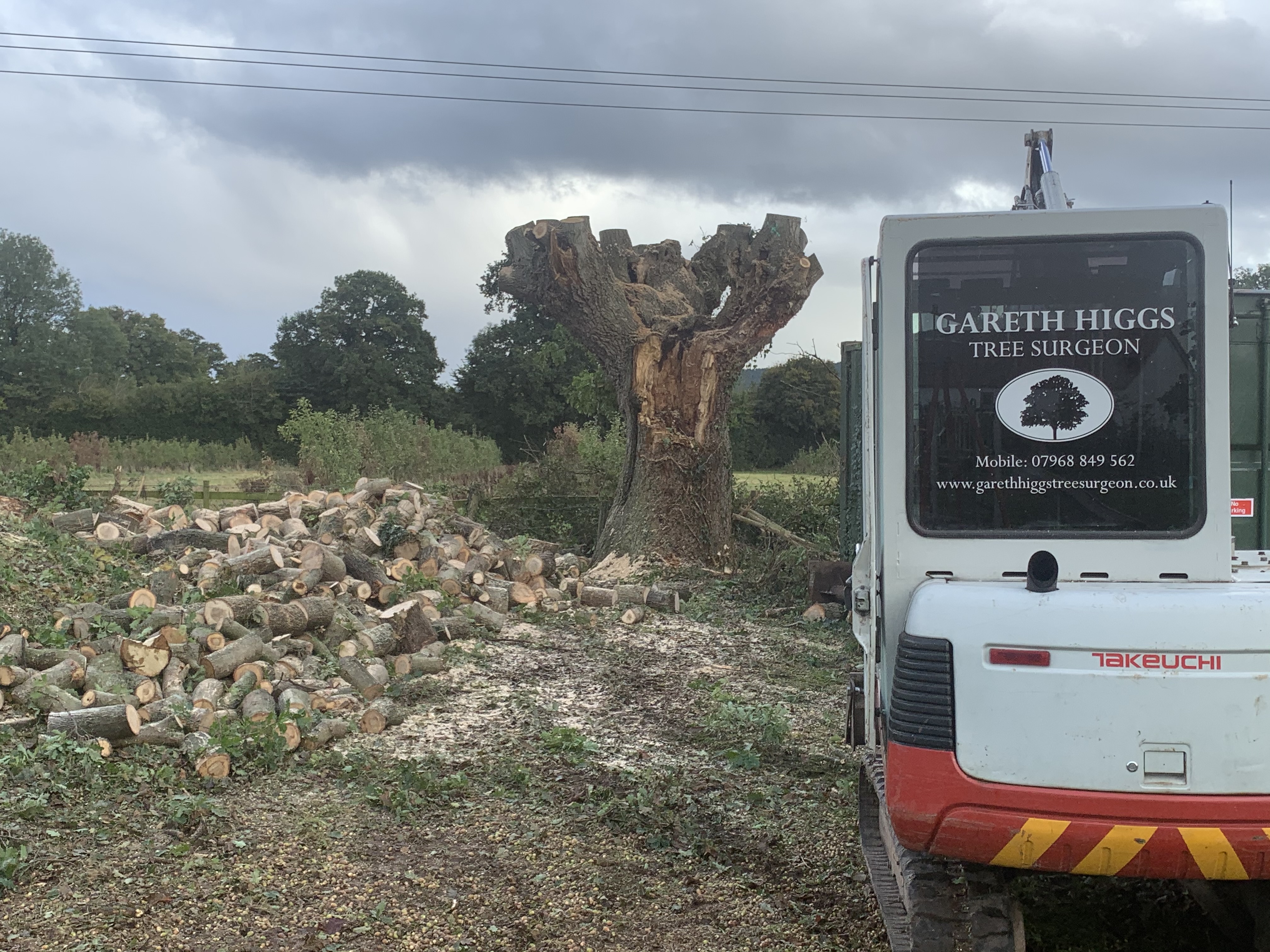 pollarded mature oak with digger and logs