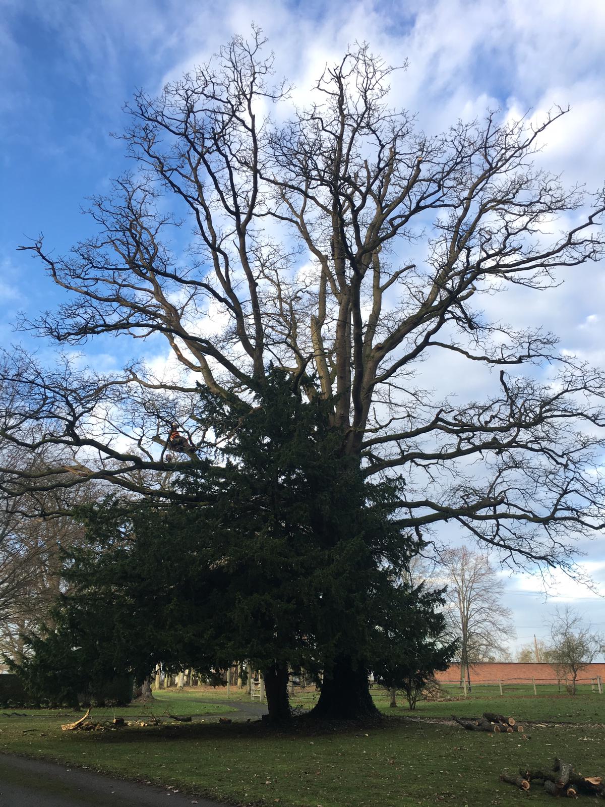 oak and yew tree growing together