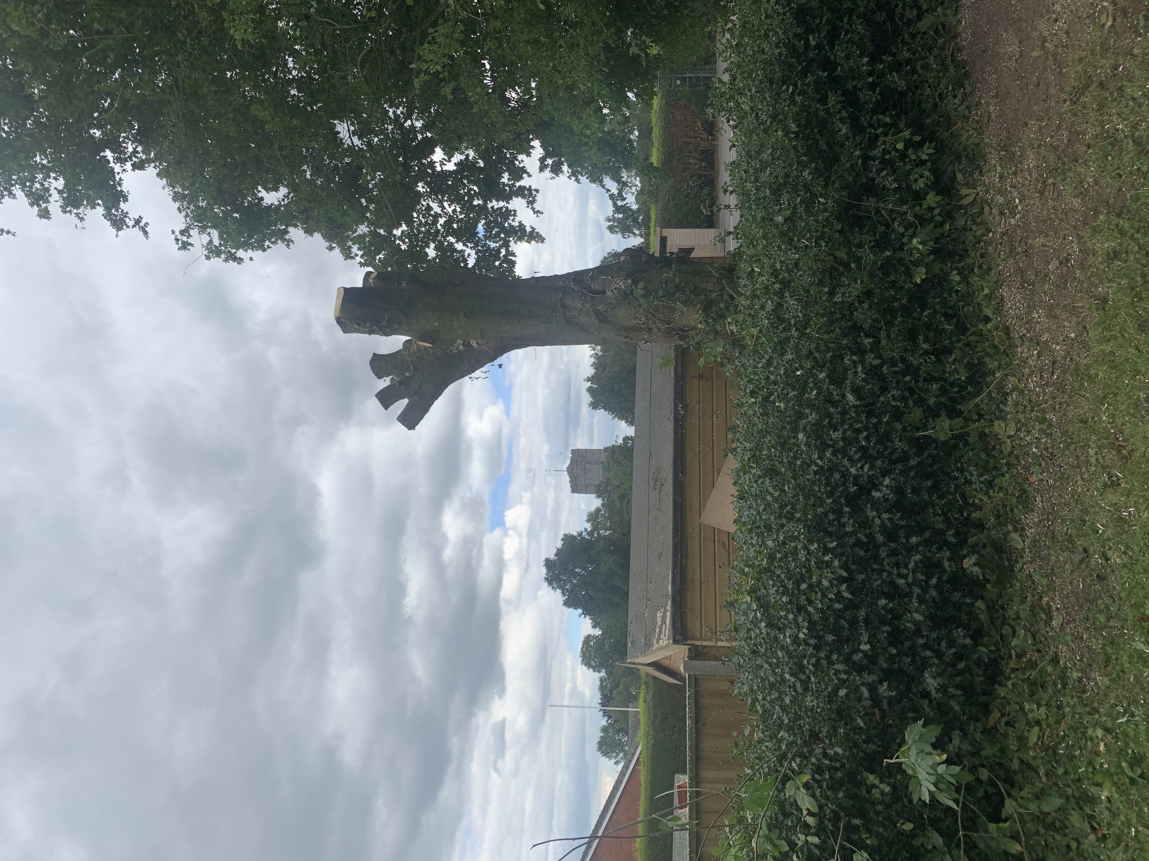 pollarded tree with shed underneath