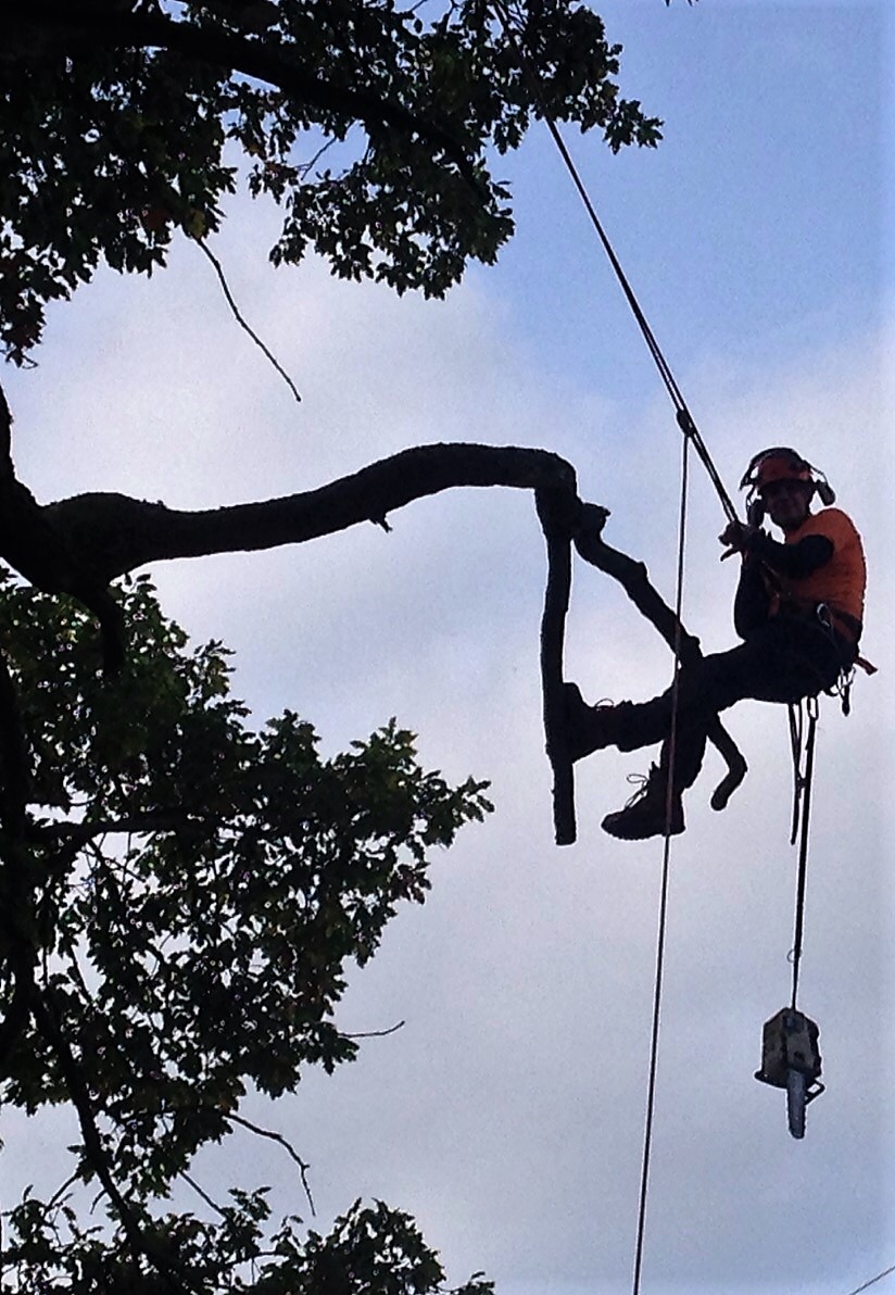 Gareth working on oak tree