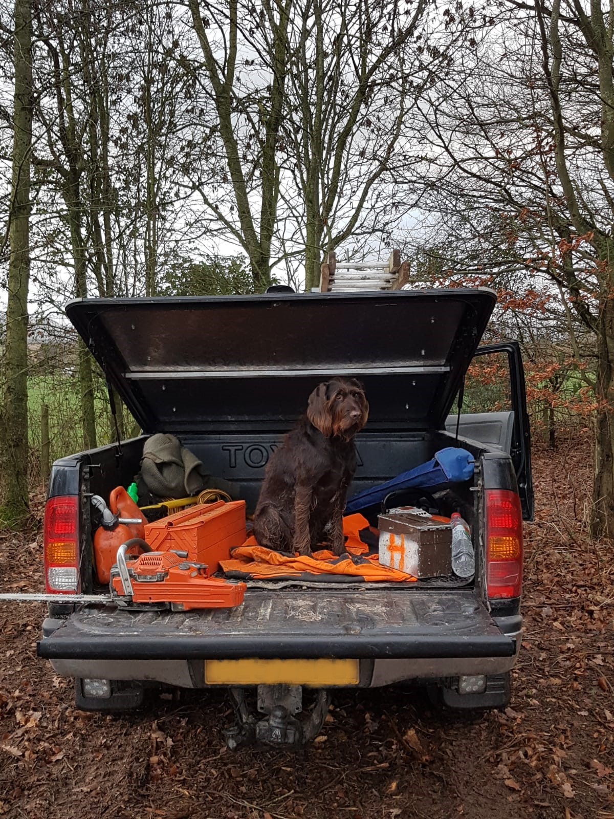 work tools and dog in pickup truck